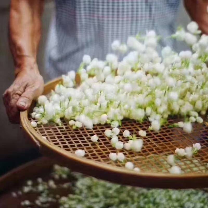 蒙小青茉莉花茶