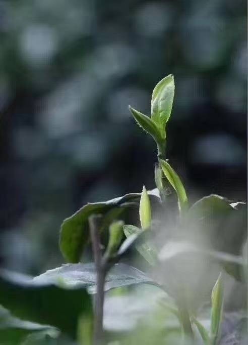 缩略图4